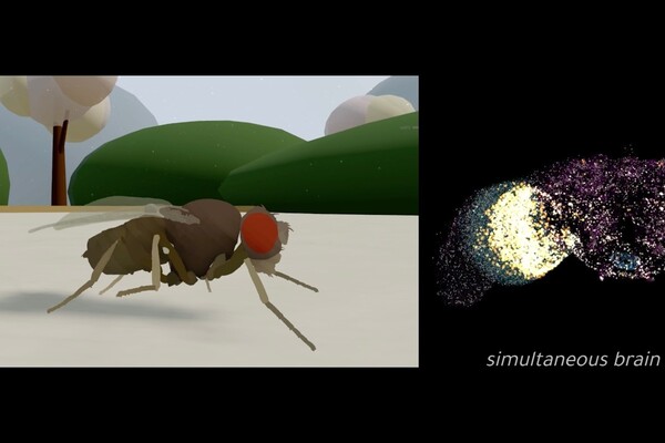 Ученые загрузили мозг мухи в компьютер: как ведет себя цифровая копия насекомого (видео)
