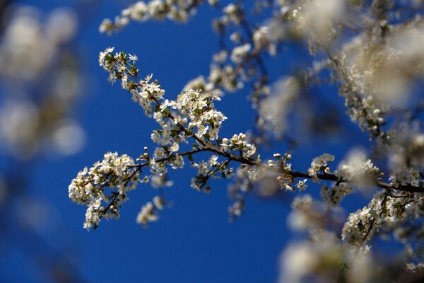 Какая погода в Украине будет в начале весны: прогноз на март