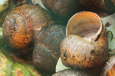 Эскарго по-украински