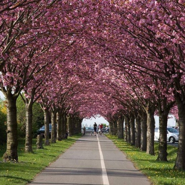 ТОП-10 парков Киева, в которых стоит погулять весной (фото)