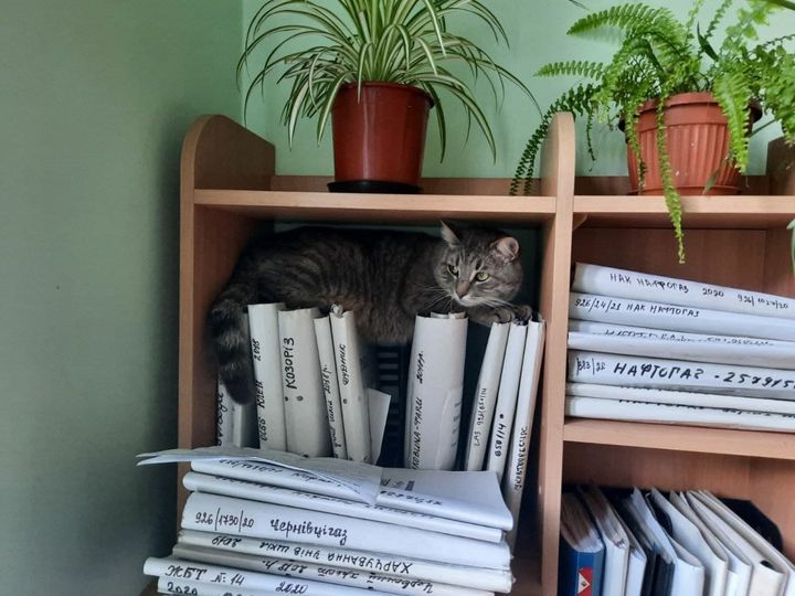  В Черновцах коммунальщики приняли на работу кота: ему доверили вести Facebook фото 1
