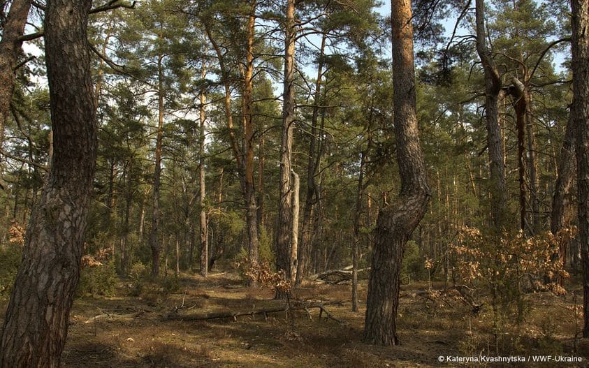 Естественный лес в пределах заказника "Яхнивський" на территории Киевской области/facebook.com/wwfukraine