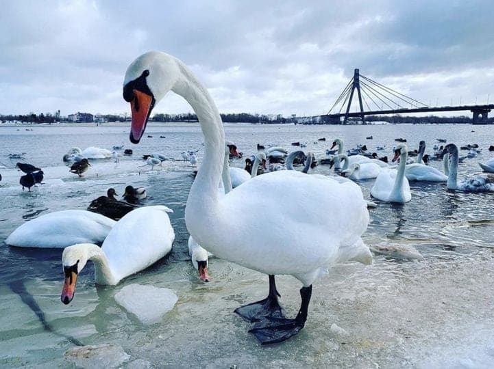 Лебеди зимую в парке "Наталка"