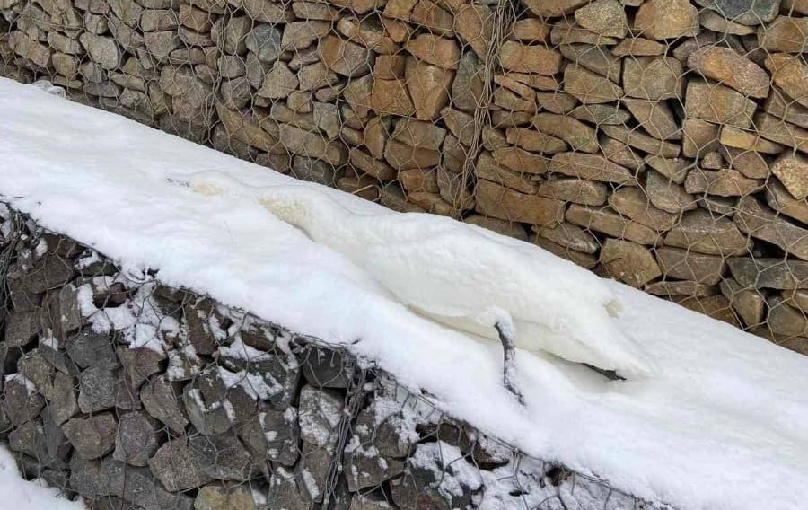 Один из лебедей парка "Наталка" погиб