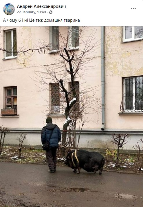 Житель Киева выгуливал огромную свинью на поводке