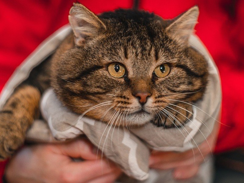 Благотворительная выставка бездомных кошек "Подари мне дом"