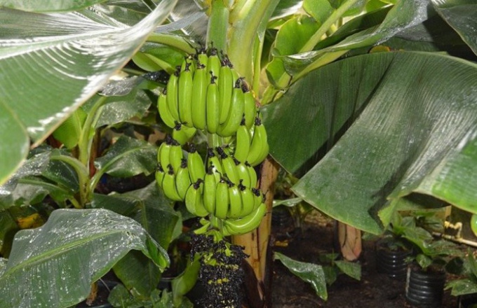 Банановая Ферма