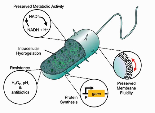 Особливості бактерій-кіборгів, Advanced Science published by Wiley-VCH GmbH