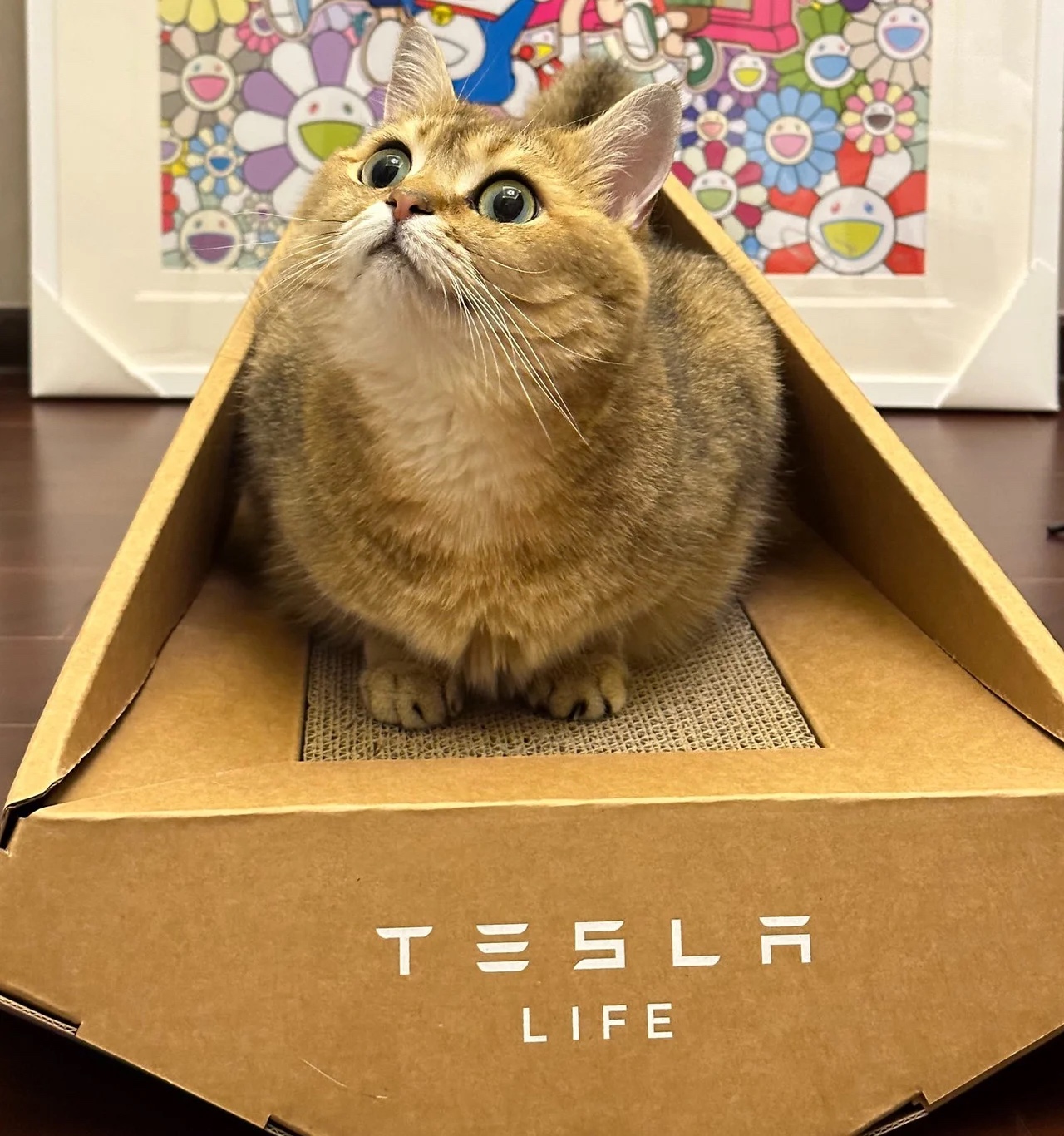 Tesla выпустила лежанку для котов в стиле Cybertruck: стоимость и фото фото 3